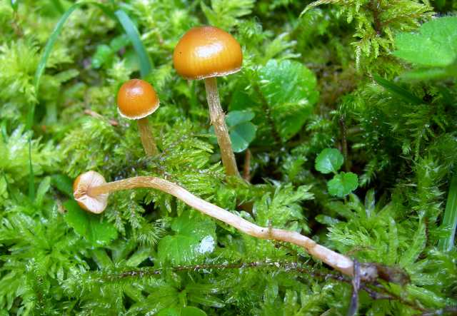 Galerina spec. Cod.: DSCN 5028